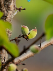 Growing apricot fruits in april