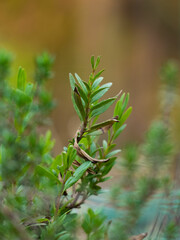 Hyssop herb leaves