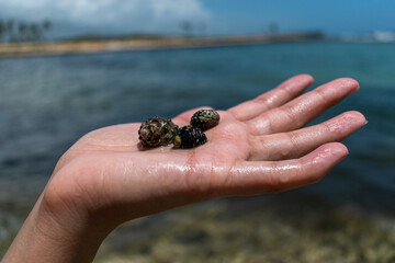 Discovering the Wonders of the Ocean: Holding Seashells on the Beach