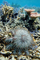 Naklejka na ściany i meble Indonesia Anambas Islands - Crown-of-thorns starfish - Acanthaster planci
