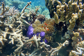 Obraz premium Indonesia Anambas Islands - Clownfish and Sea Anemone - Amphiprioninae