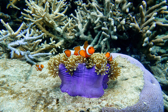 Indonesia Anambas Islands - Clownfish and Sea Anemone - Amphiprioninae