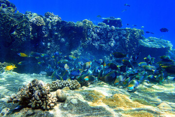 Indonesia Anambas Islands - Rocks with tropical fish