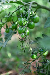 Green tomatoes in the garden. Summer time