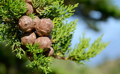 The branch of cypress tree with cones in Teno Alto muntain village,Tenerife, Canary Islands,...