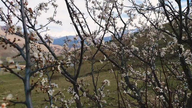 Cherry blossom in Caucasus mountains in early spring