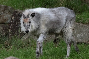 ニホンカモシカ