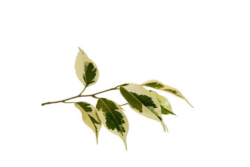 Tree, plant and fruit leaves