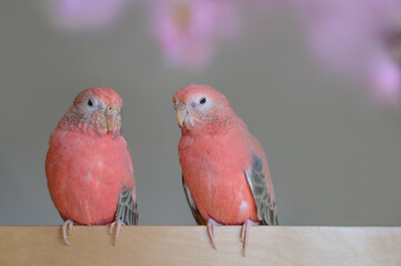 アキクサインコ