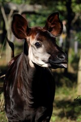 オカピの顔のアップ © osaru_photos