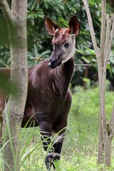 木の間に立つオカピ © osaru_photos