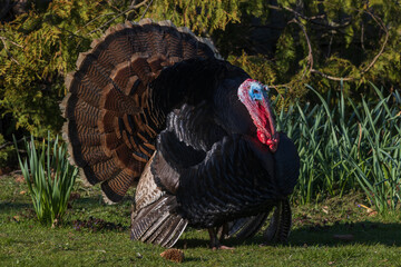Balzender Puter mit gef&auml;chterten Schazfedern, Bronzepute, 