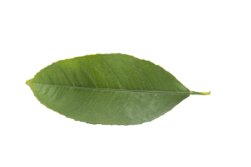 Tree leaves, plant and fruit leaves
