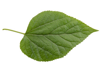 Fototapeta premium Tree, plant and fruit leaves