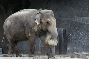 Naklejka premium インドゾウ