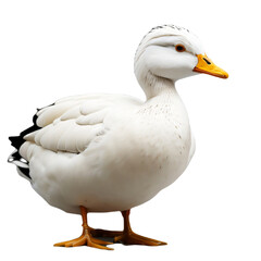 white duck, village duck, isolated, transparent background. PNG. generative ai