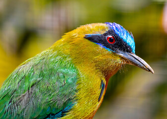 Exotic Beauty of the Amazonian Motmot: Rare Sighting of Momotus momota in the Amazon