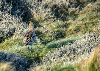Elegant Eurasian Curlew (Numenius arquata)