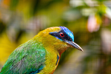 Exotic Beauty of the Amazonian Motmot: Rare Sighting of Momotus momota in the Amazon
