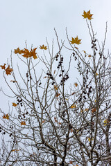 Autumn leaves
