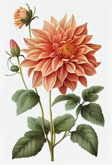 Dahlia Flower Botanical Illustration, Chrysanthemum Realistic Painting, Abstract Generative AI Illustration