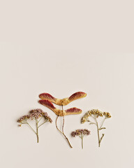 Autumn, fall flat lay, minimal autumn composition with natural autumnal decor, dried wild flowers and seeds of tree on beige background, copy space, still life neutral colors, minimal style