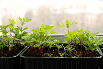 Young seedlings in pots and in a box on the balcony