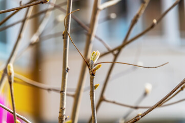 Young leaves appear on the branch in spring