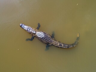 An American Alligator in Mobile Bay