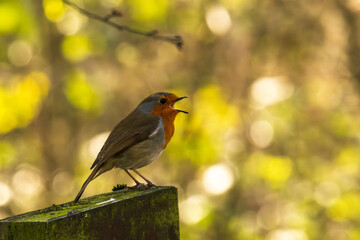 robin on a branch