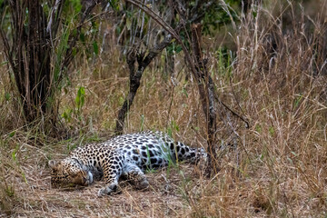 Leopard resting in the grass in the savannah, Masai Mara National Park