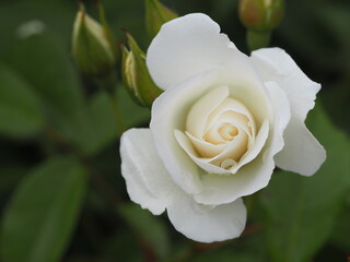 白いバラ　アイスバーグ