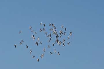 Flock of domestic pigeons flying on a blue sky - Columba livia domestica 