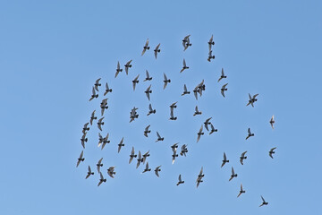 Flock of domestic pigeons flying on a blue sky - Columba livia domestica 