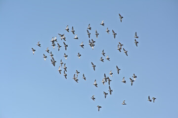 Flock of domestic pigeons flying on a blue sky - Columba livia domestica 