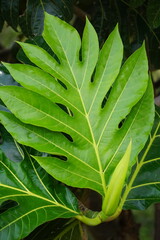 Breadfruit leaves (Artocarpus altilis) on the tree. Breadfruit can be eaten once cooked, or can be further processed into a variety of other foods