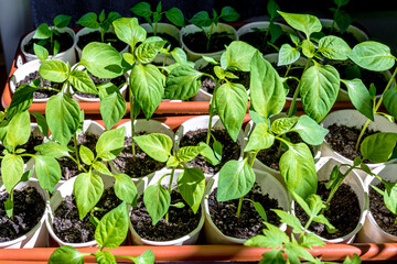 Bulgarian pepper seedlings grow in a greenhouse