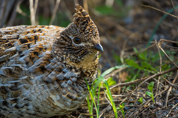 Ruffed Grouse closeup of head