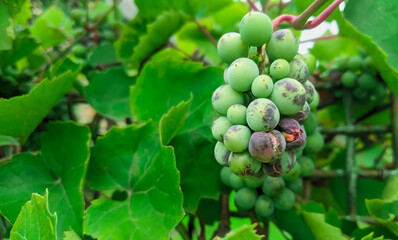 Grapes illness. Green raw grapes with disease. Kitchen garden home grown berries  on the branch.