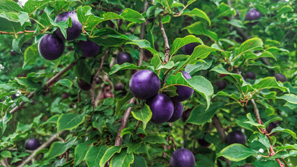 Ripe  dark purple prunes growing on branch harvest. Violet sweet berries on plum tree . selective focus.  