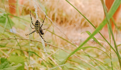 Arachnoid in field on the spider. Wasp spider on a web close up with copy space.