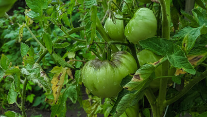 Two green raw tomatoes on branch growing on vegetable farm. Kitchen garden harvest.
