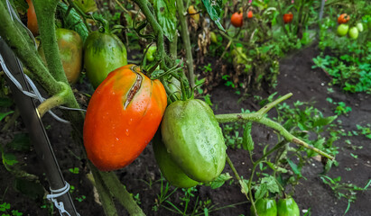 Green and red tomatoes growing in greenhouse or  kitchen garden. Farming vegetable harvest background. 
