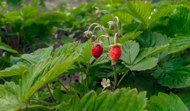 Beautiful fresh red mock strawberry berries  growing in fruit garden. Sweet summer berries callled rosaceae 