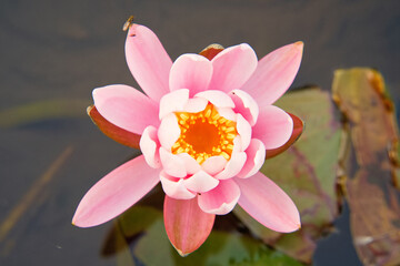 蓮の花