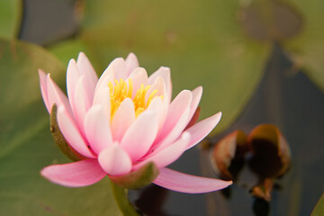 蓮の花