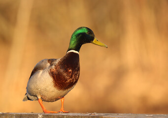Mallard