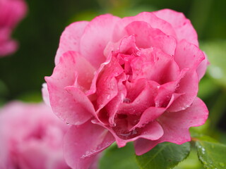 モーブピンクのバラ　あおい