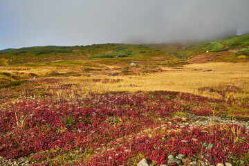 北海道　旭岳の紅葉　チングルマの群落
