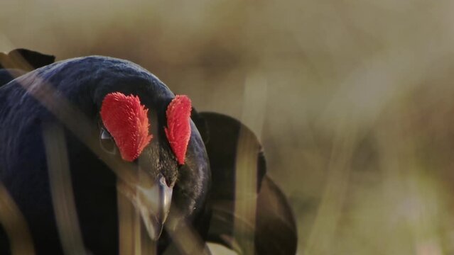 Black Grouse lek at sunrise. Close up Portrait. Black grouse Tetrao tetrix. Lyrurus tetrix early in the morning. Black grouse showing tail at sunrise. Spring mating season in the nature.
